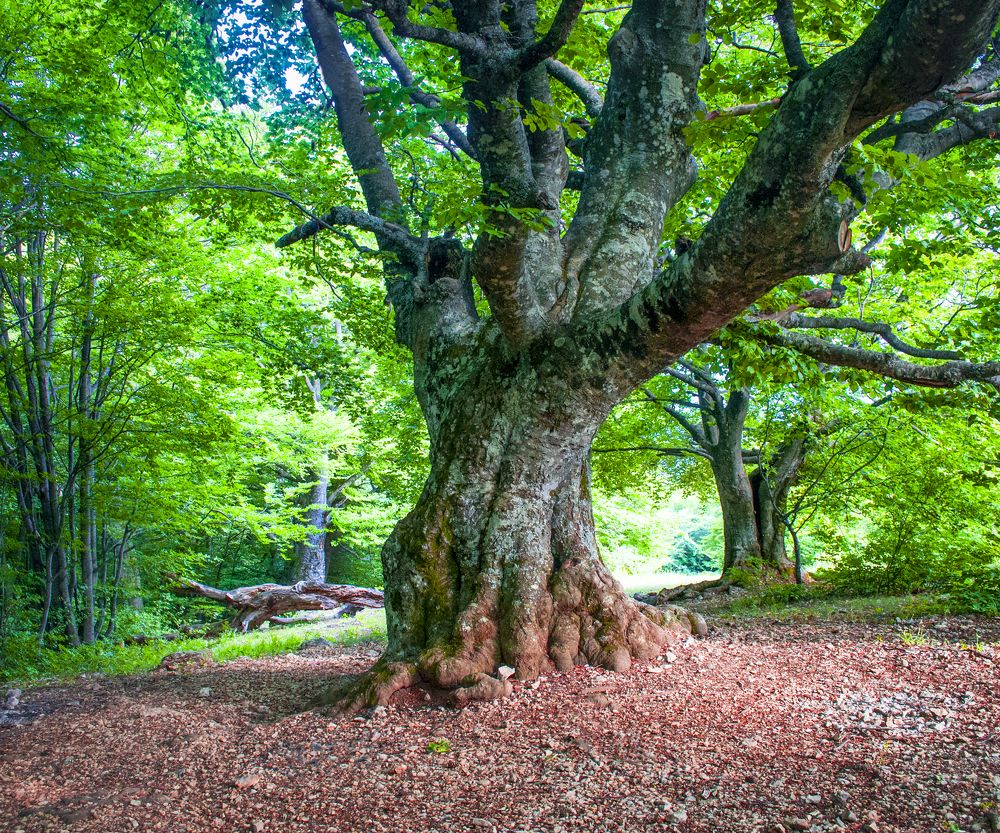 Photograph by Валерий Рябцев