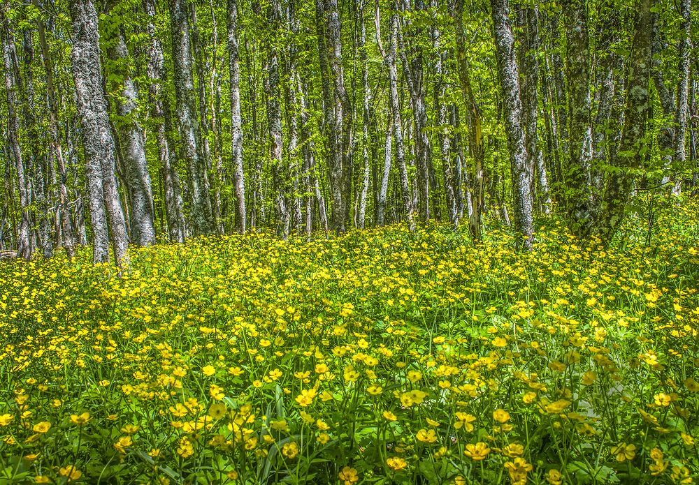 Photograph by Валерий Рябцев