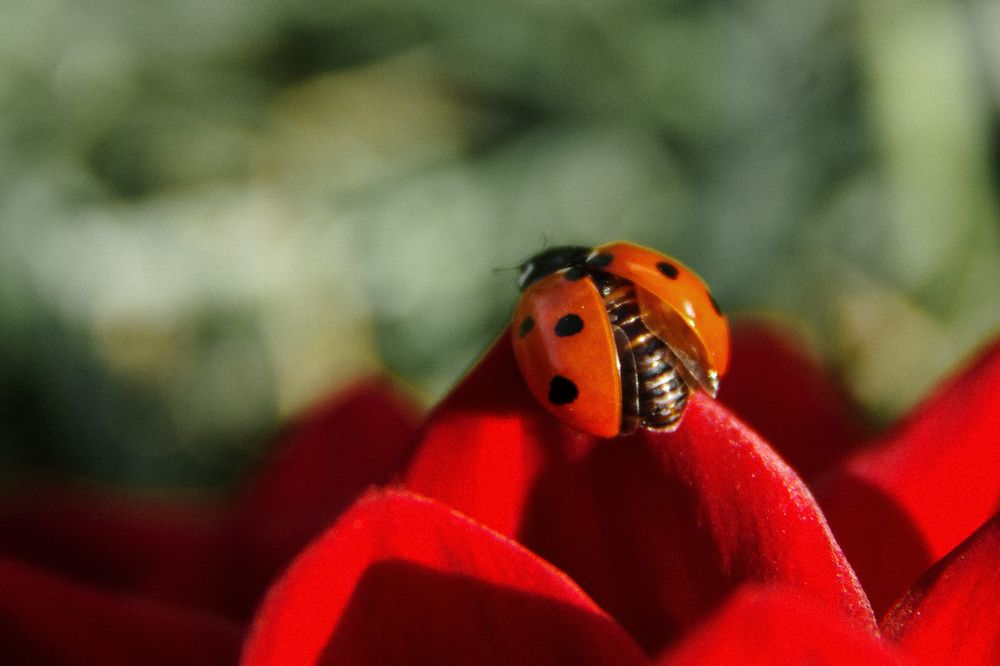 Photograph by Ирина Фатеева