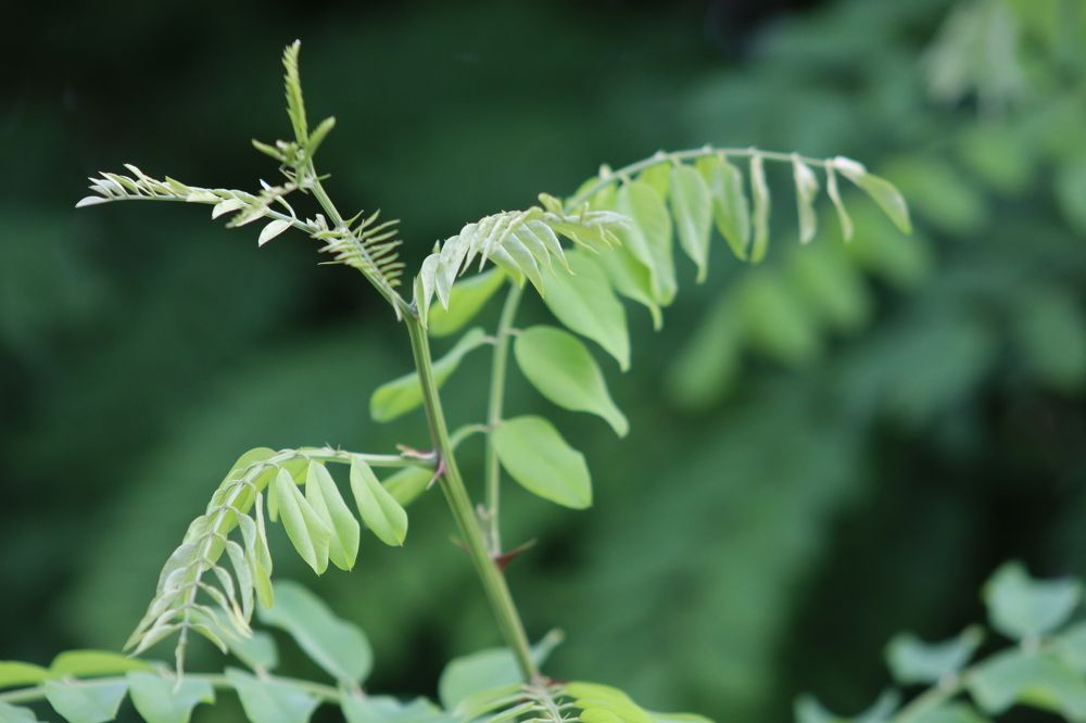 Photograph by José António Garcia Ferreira de Almeida