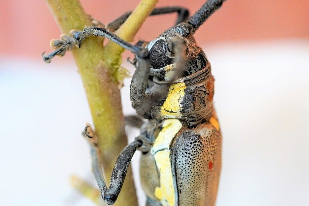 Photograph by Tamir Mor