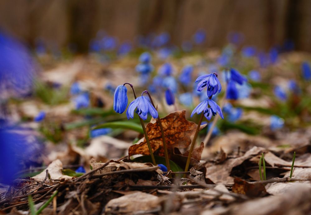 Photograph by Марина Гнедаш