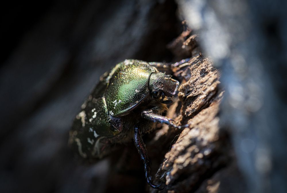 Photograph by Linda Persson