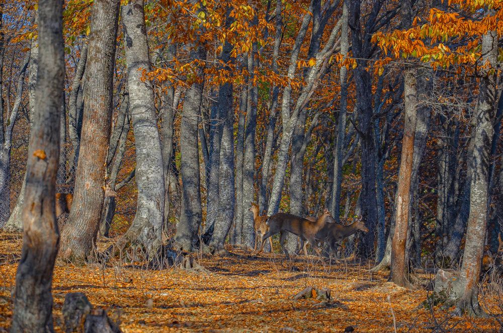 Photograph by Инна Гаджиева