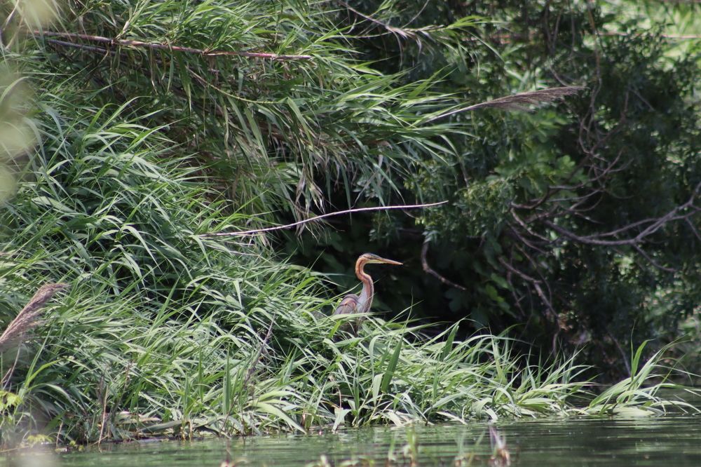 Photograph by José António Garcia Ferreira de Almeida