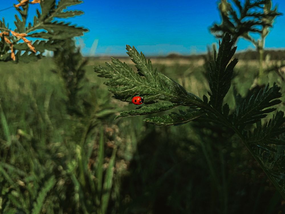 Photograph by Юлия Чиклеева