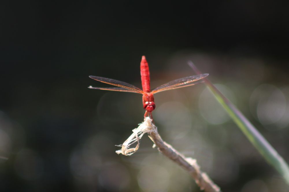 Photograph by José António Garcia Ferreira de Almeida