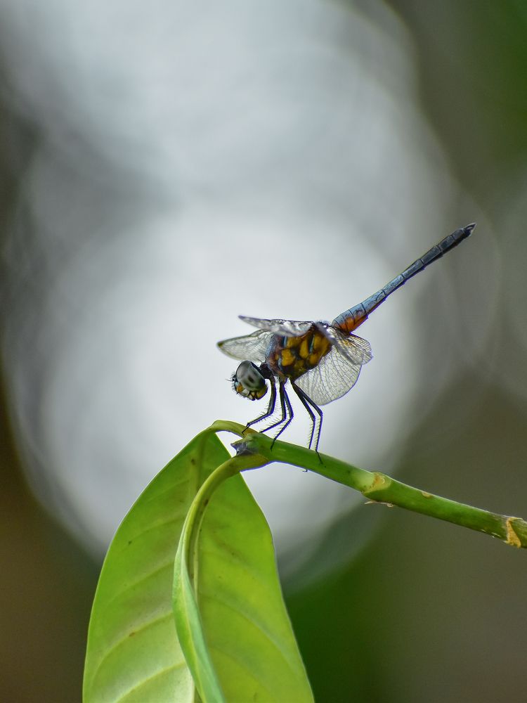 Bokeh & Dragon