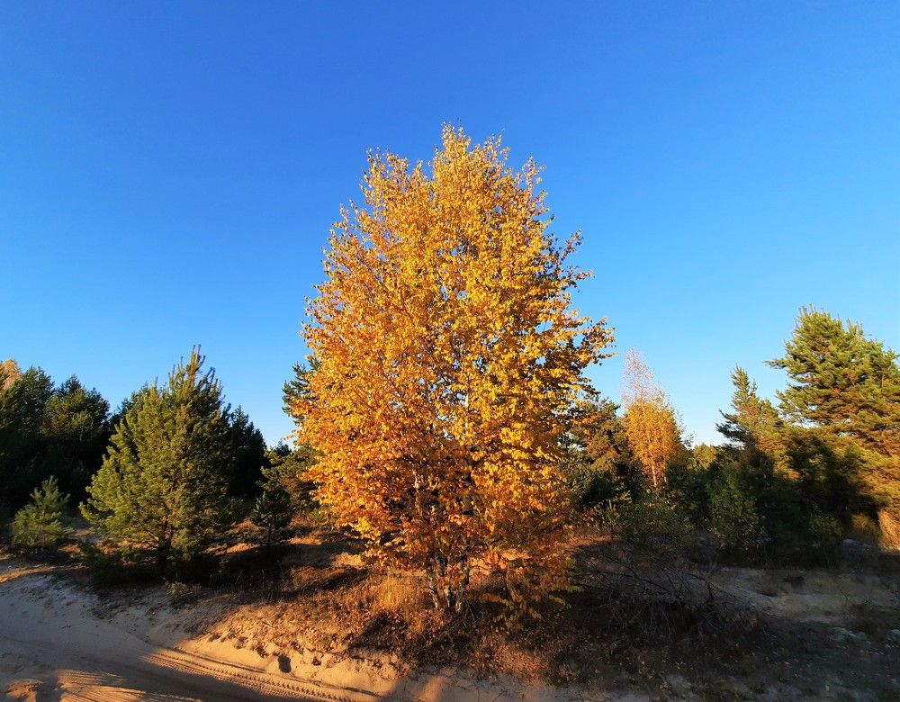 Фотография автора Елена Пикатова