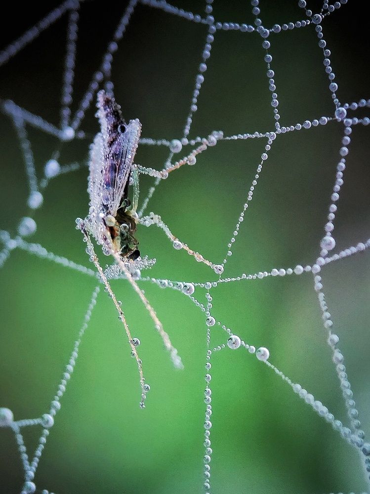 Photograph by Samar Jana