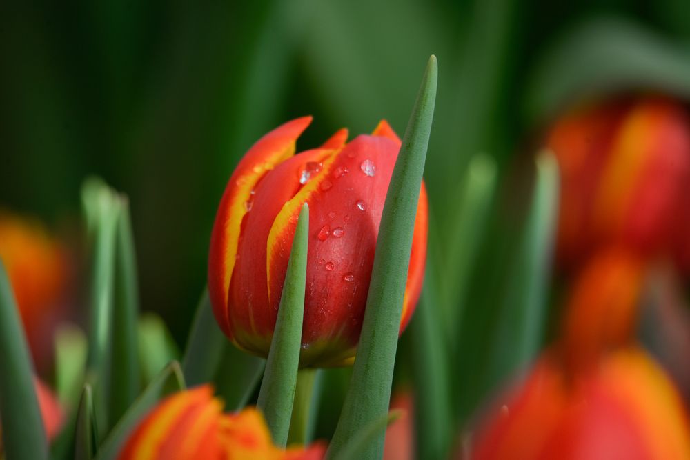 Photograph by Olga Mendosa