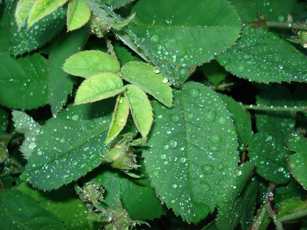 Photograph by София Гавриловна Вотякова