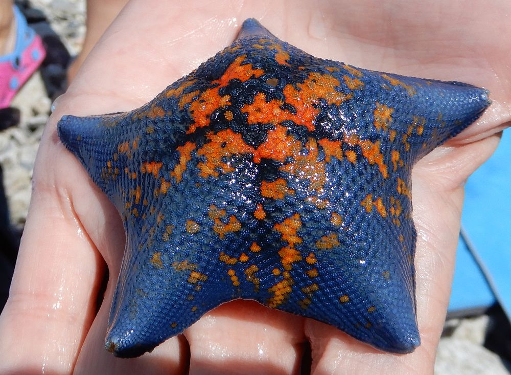 Photograph by София Гавриловна Вотякова