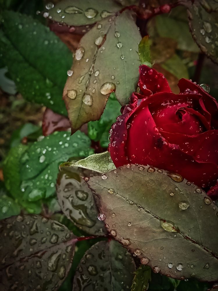 Photograph by Наталья Кириллова