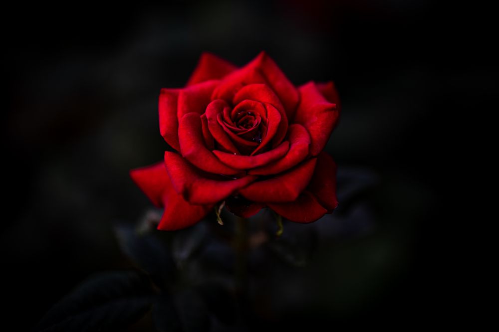 Photograph by vatsal mandaviya