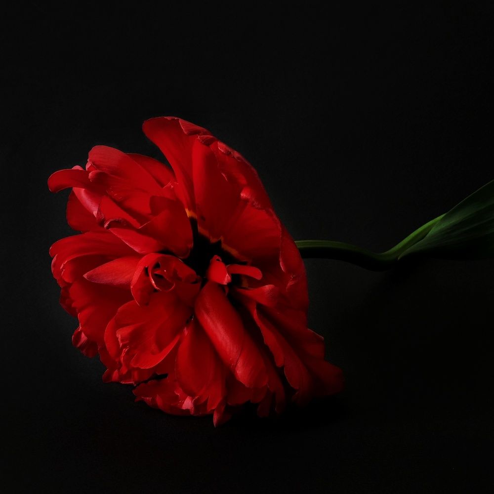 Photograph by Марина Ивасюта