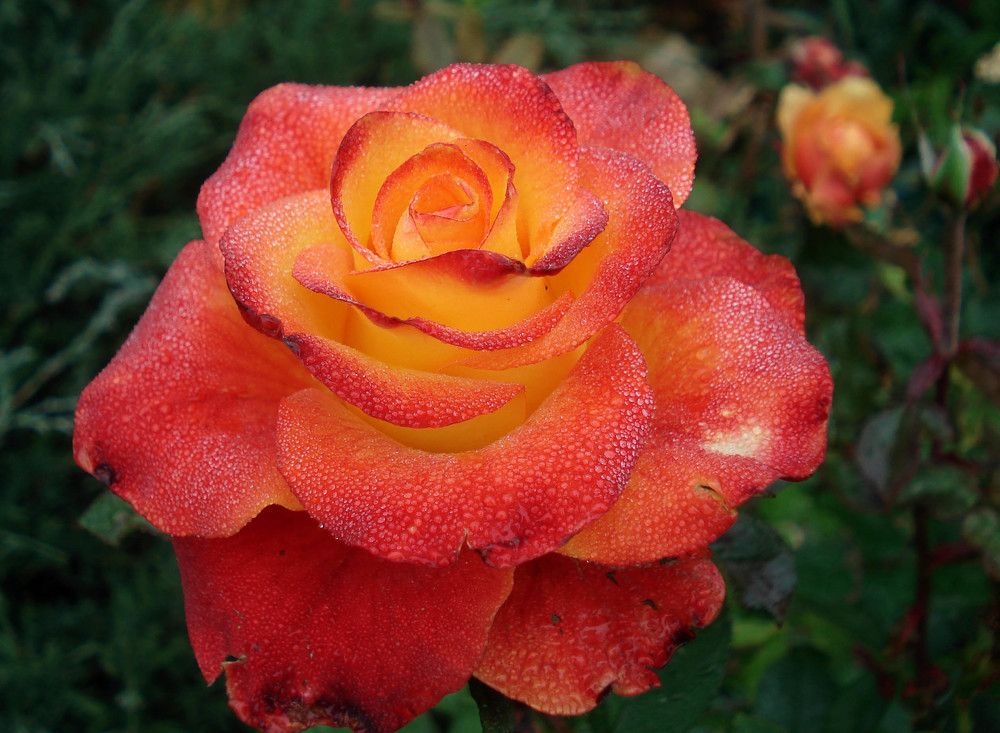 Photograph by София Гавриловна Вотякова