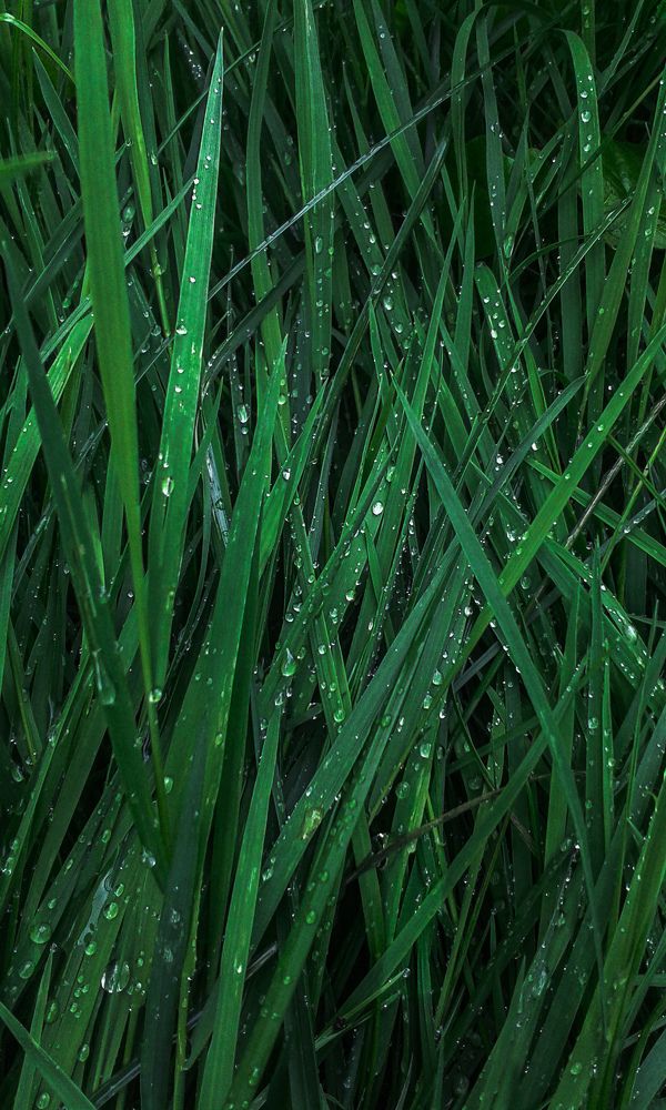 Зеленая трава с дождевыми каплями.