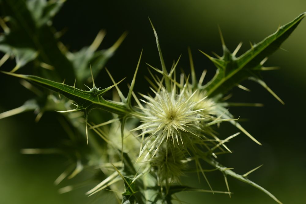 Фотография автора Медведев Сергей