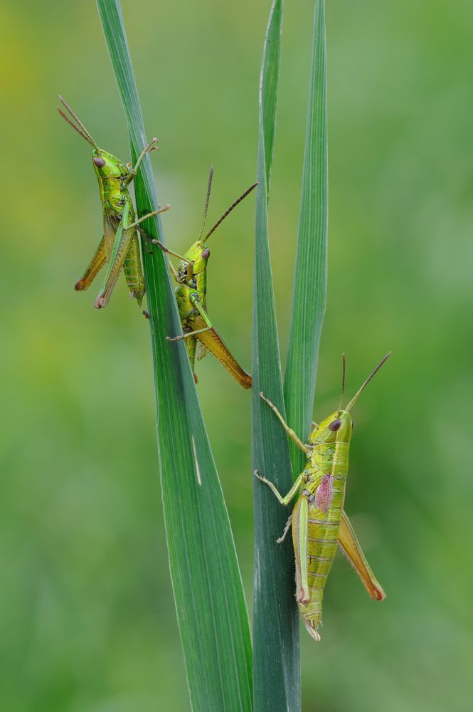 Деревенские посиделки.