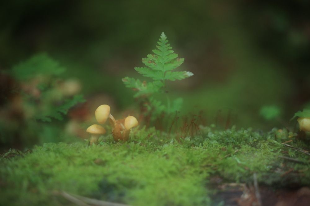 Photograph by Ольга Одаренко