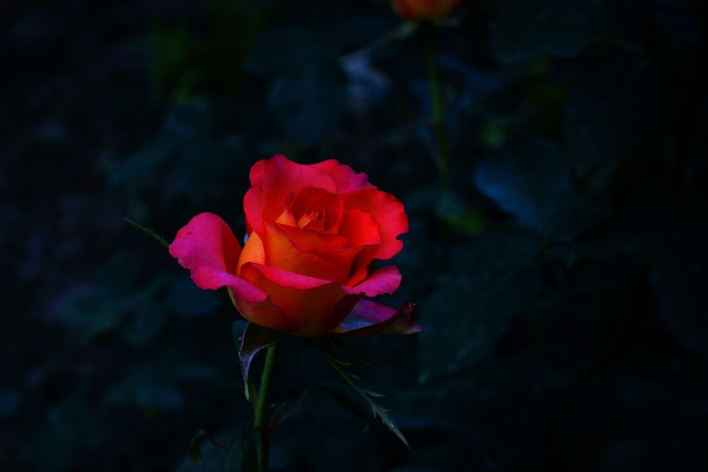 Photograph by Сергей