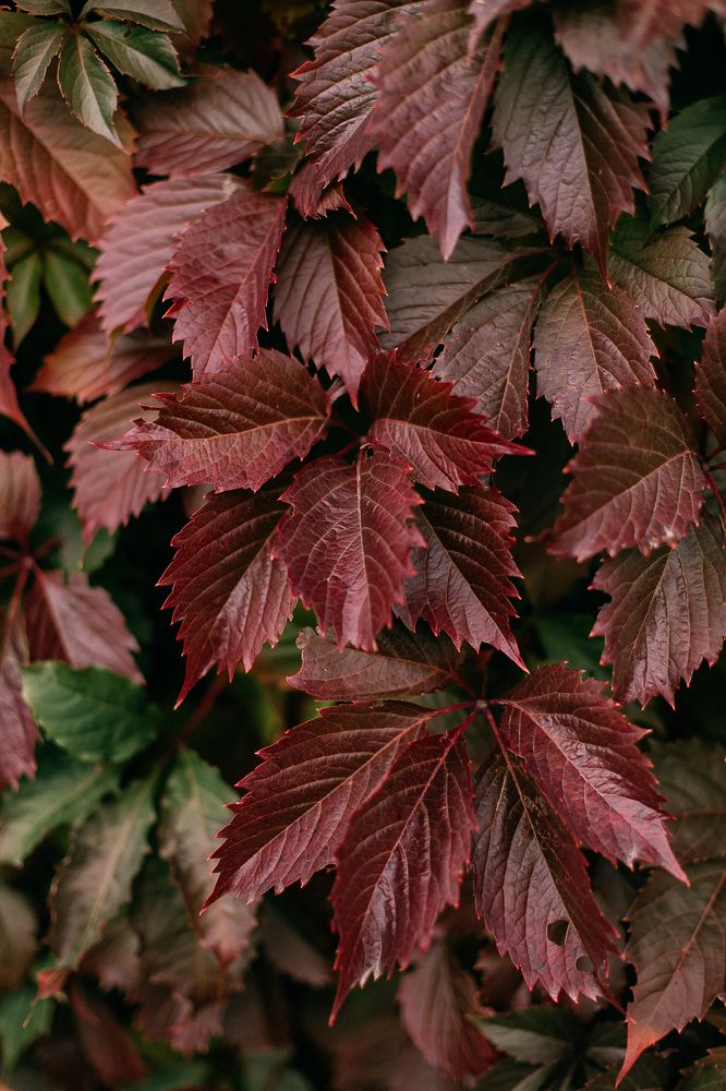 Photograph by Оксана Печкурова