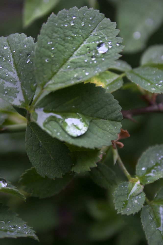 Photograph by Нелли Золотая