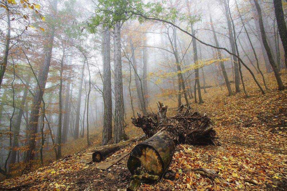 Photograph by Марина Гнедаш