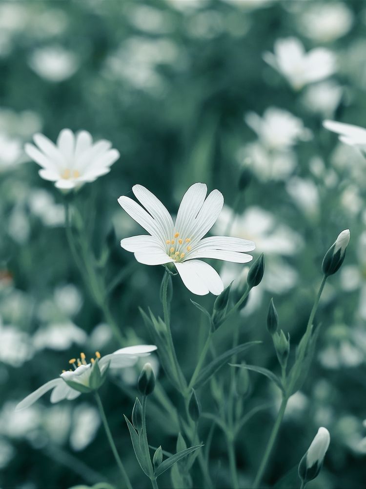 Фотография автора Foto