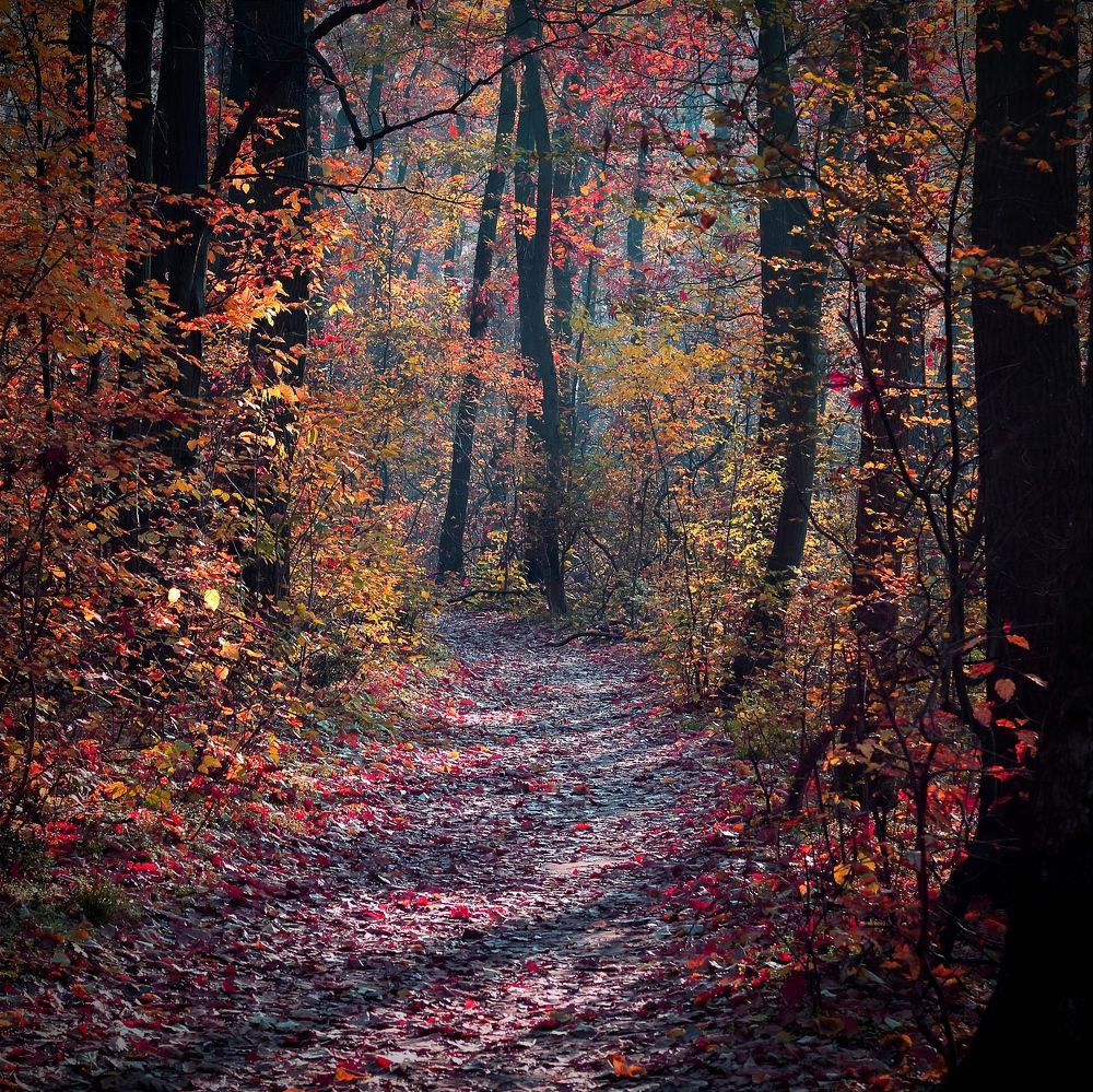 Фотография автора Foto