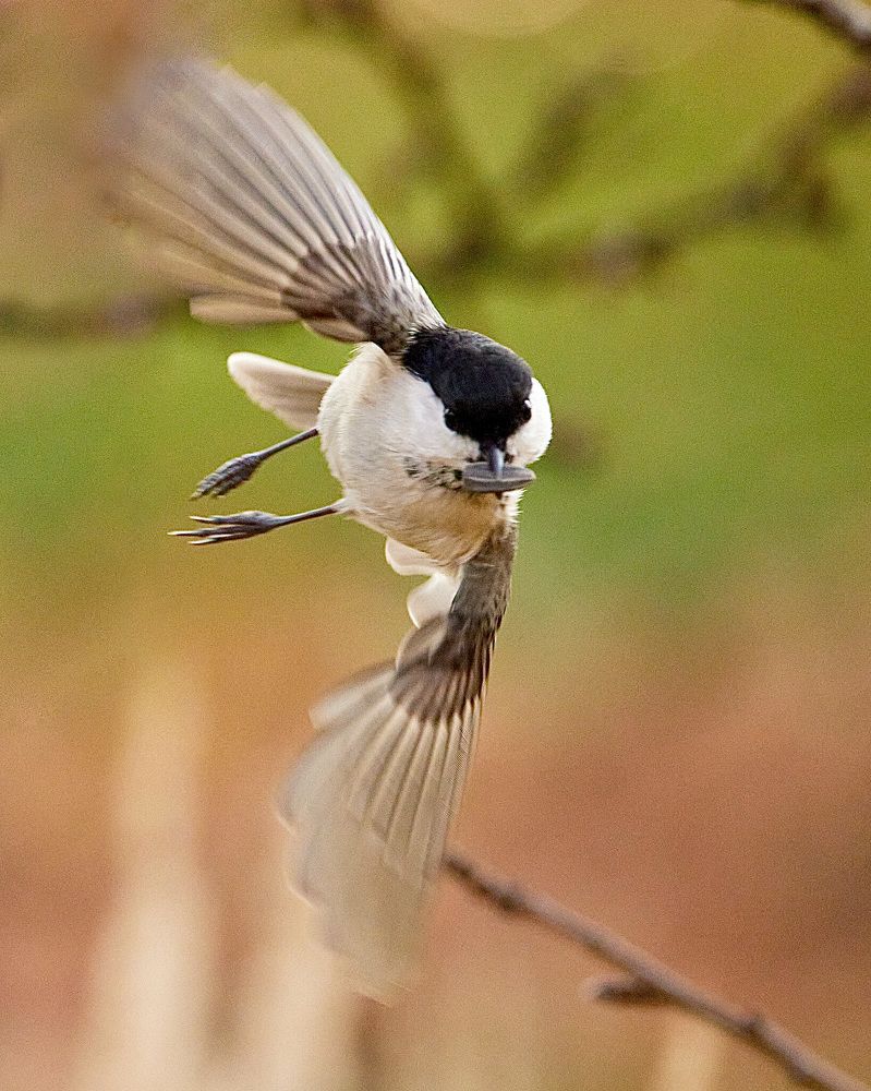 Photograph by Алексей Романов