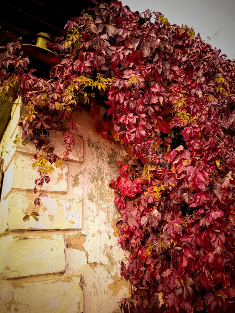 Photograph by Алёна Красова