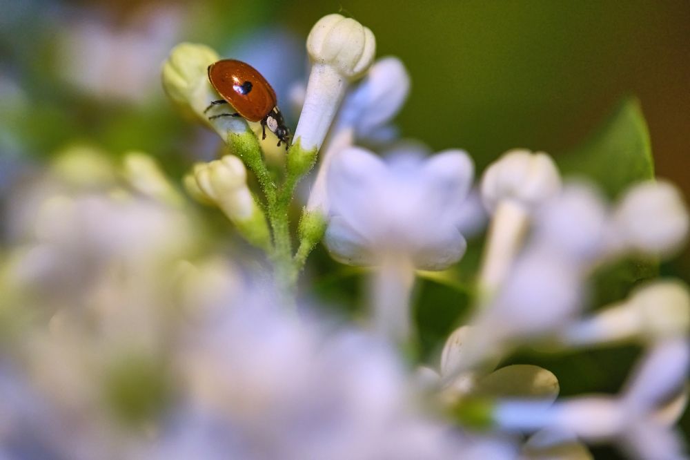 Photograph by Руслан Ибрагимов