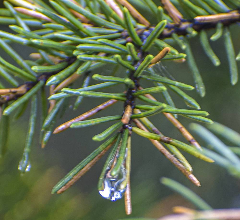 После дождя