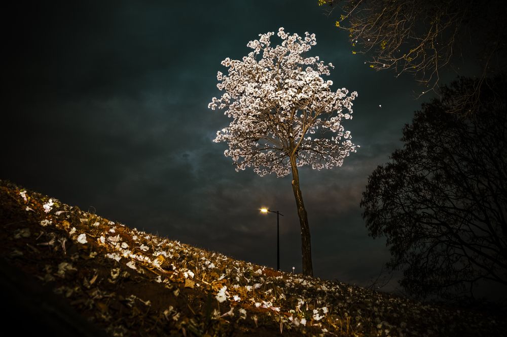 Photograph by francisco willian saldanha