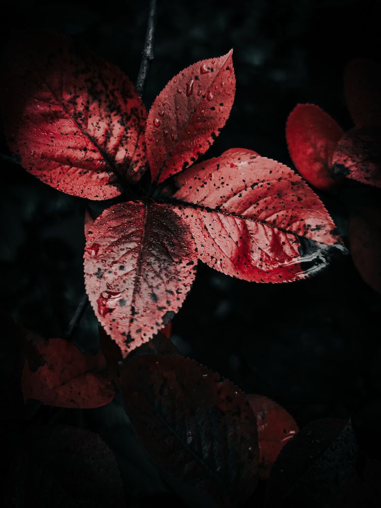 Photograph by Olga Royanova