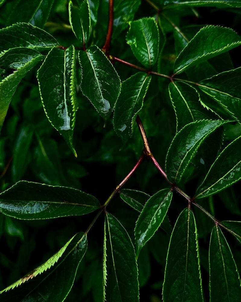 Photograph by Ирина Герлин