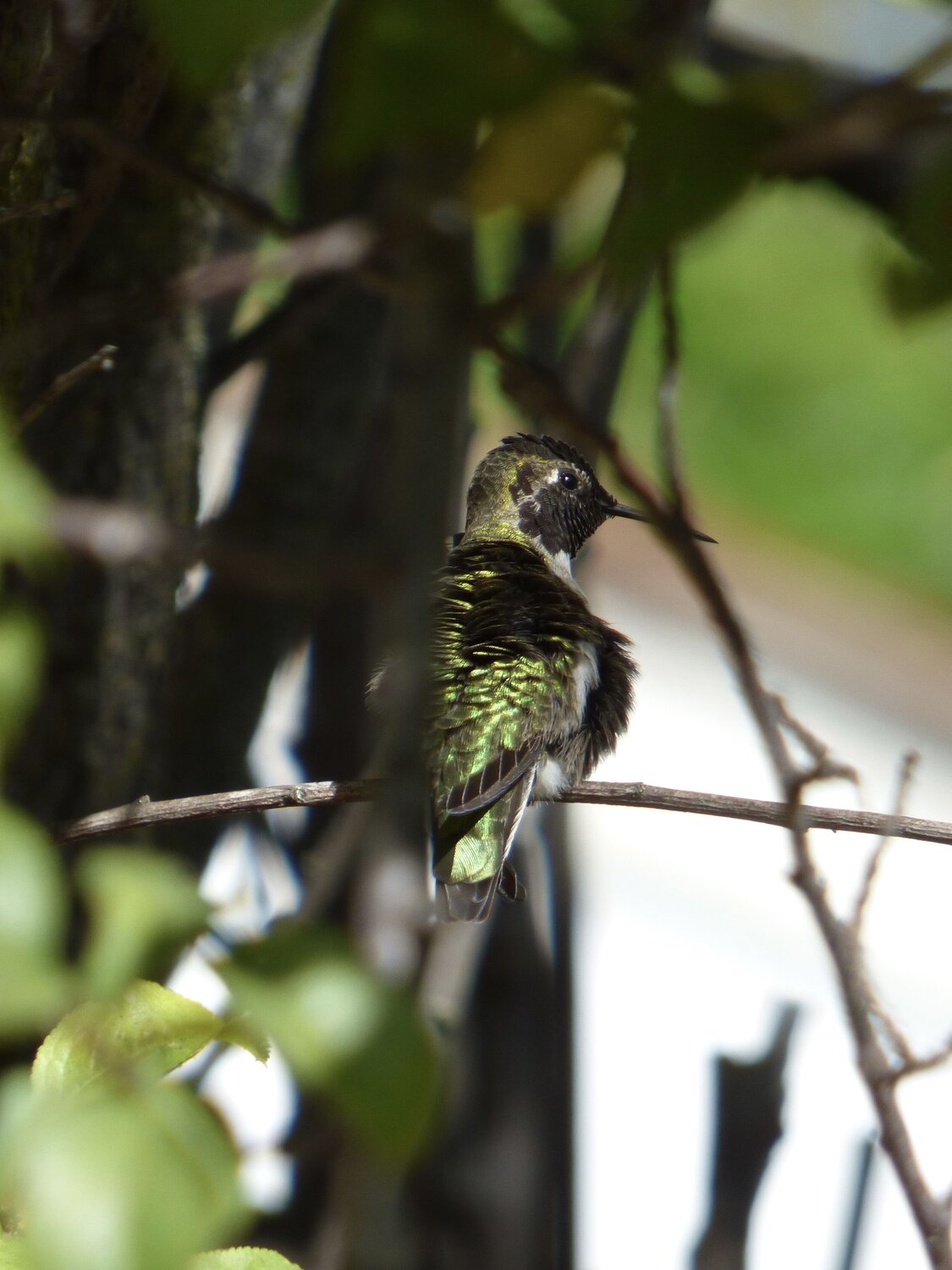 Vibrant Green Hummingbird