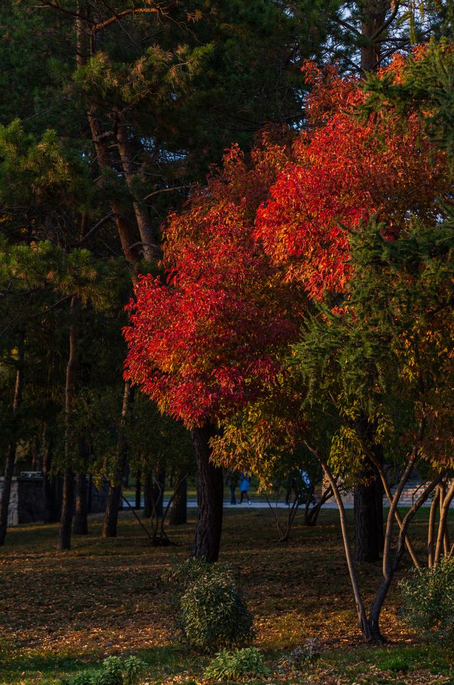 Photograph by Светлана Нестерова