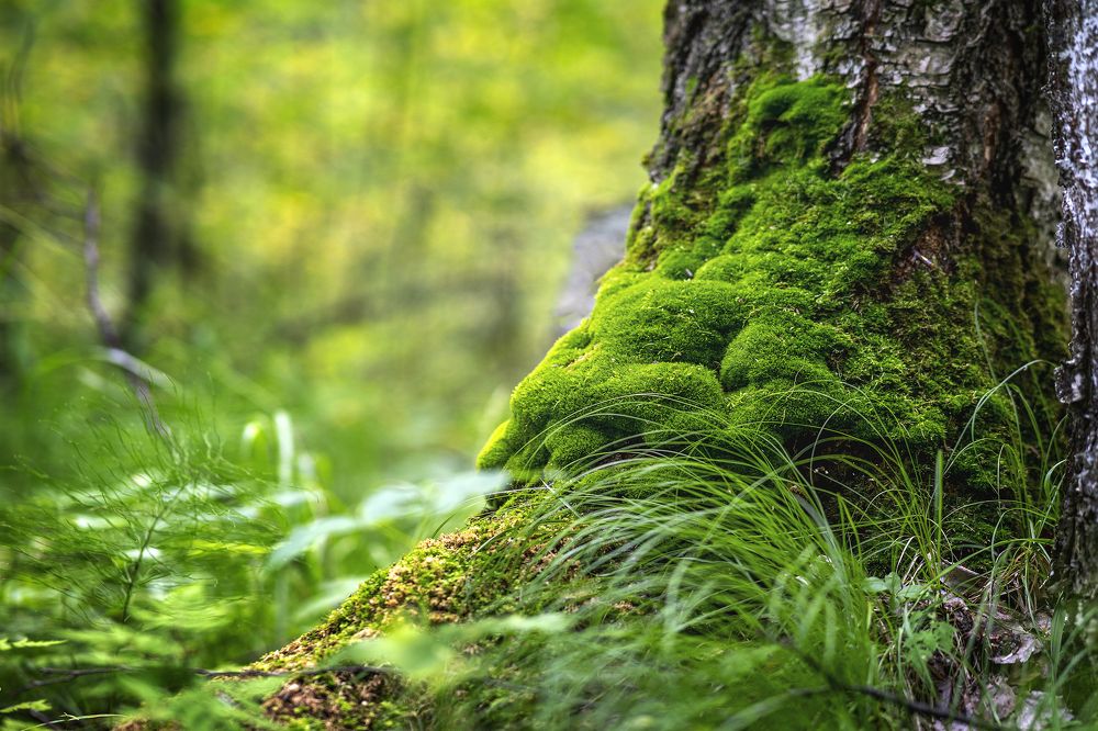 Photograph by Григорьев Денис