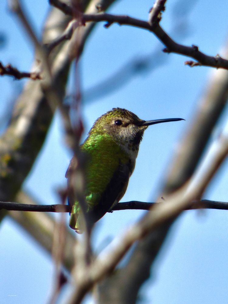 Hummingbird Peeking Through The Branches