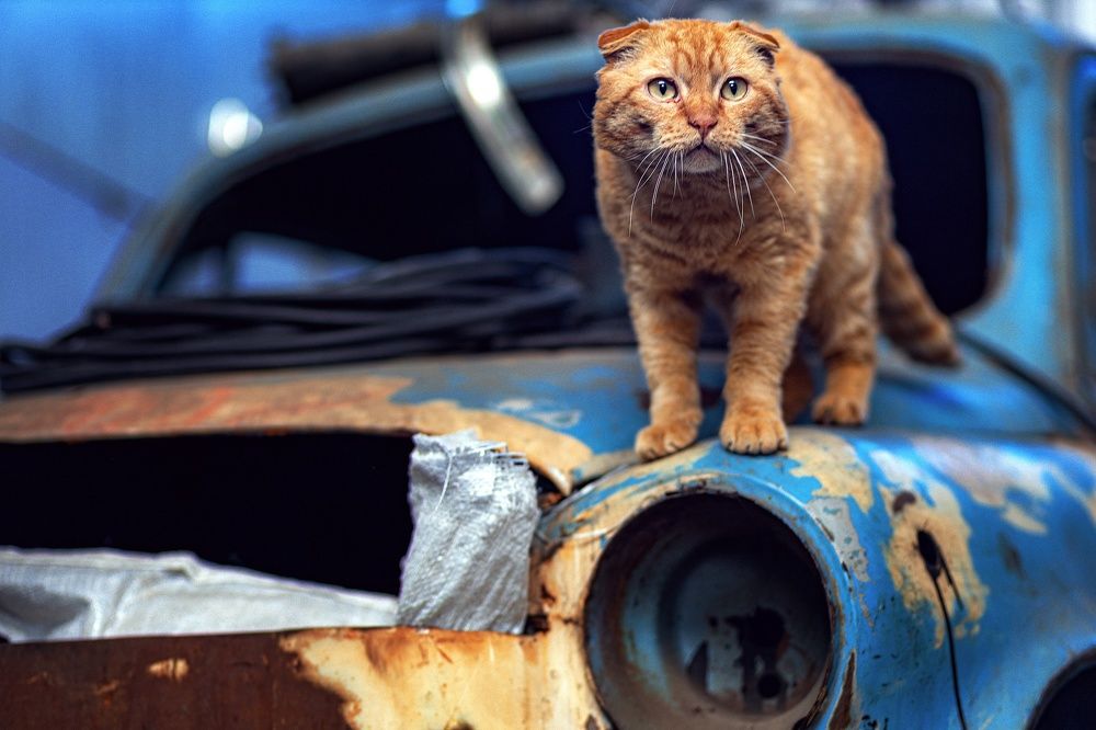 по прозвищу Тигр