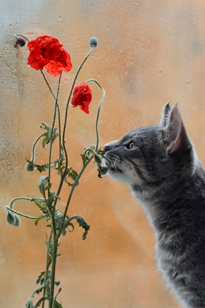 Photograph by Воинкова Ирина