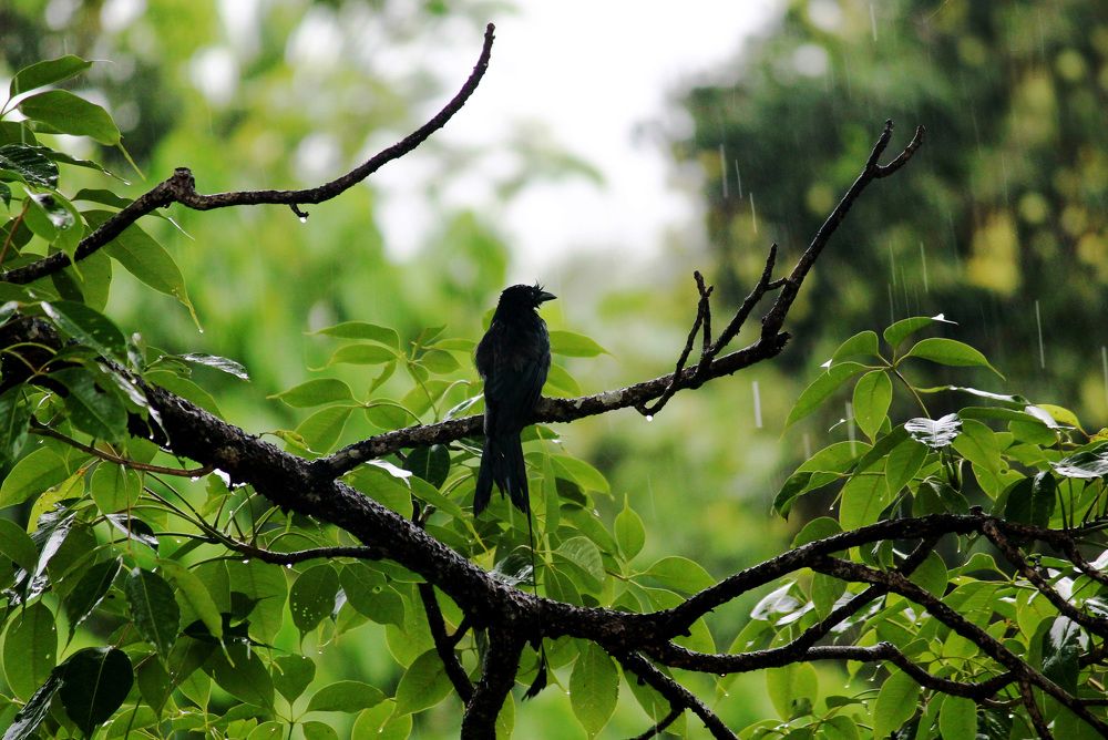 Photograph by Hawin Printo C