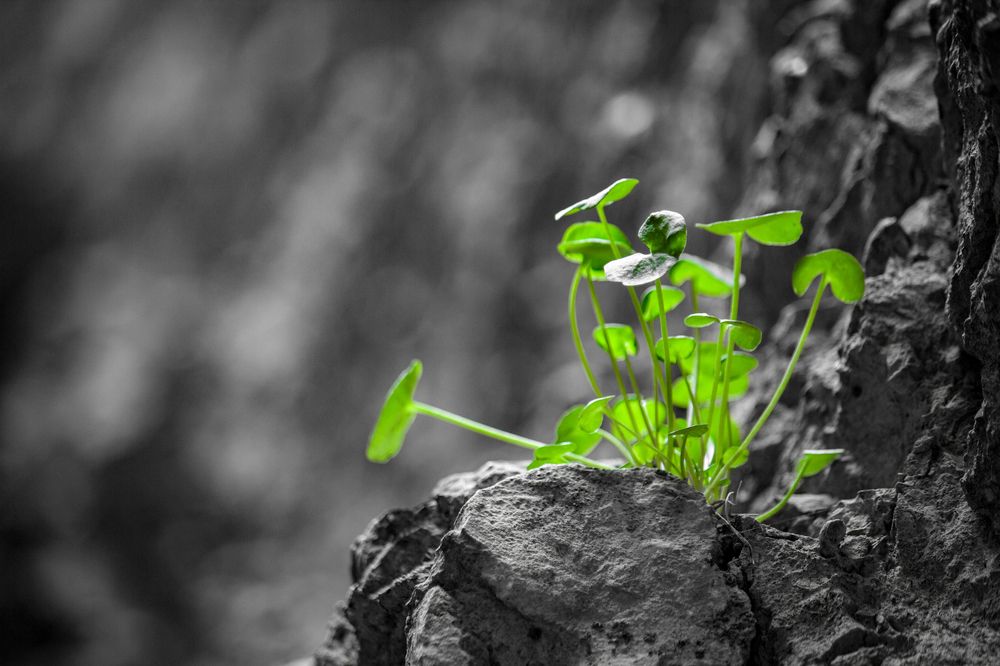 Photograph by Golestani Mojtaba