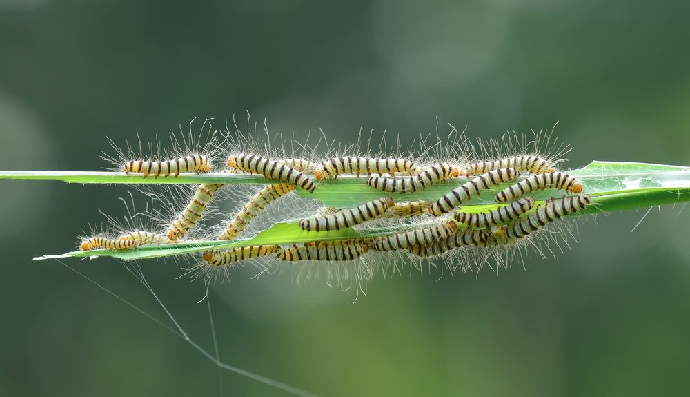 Photograph by ujang wahyudin