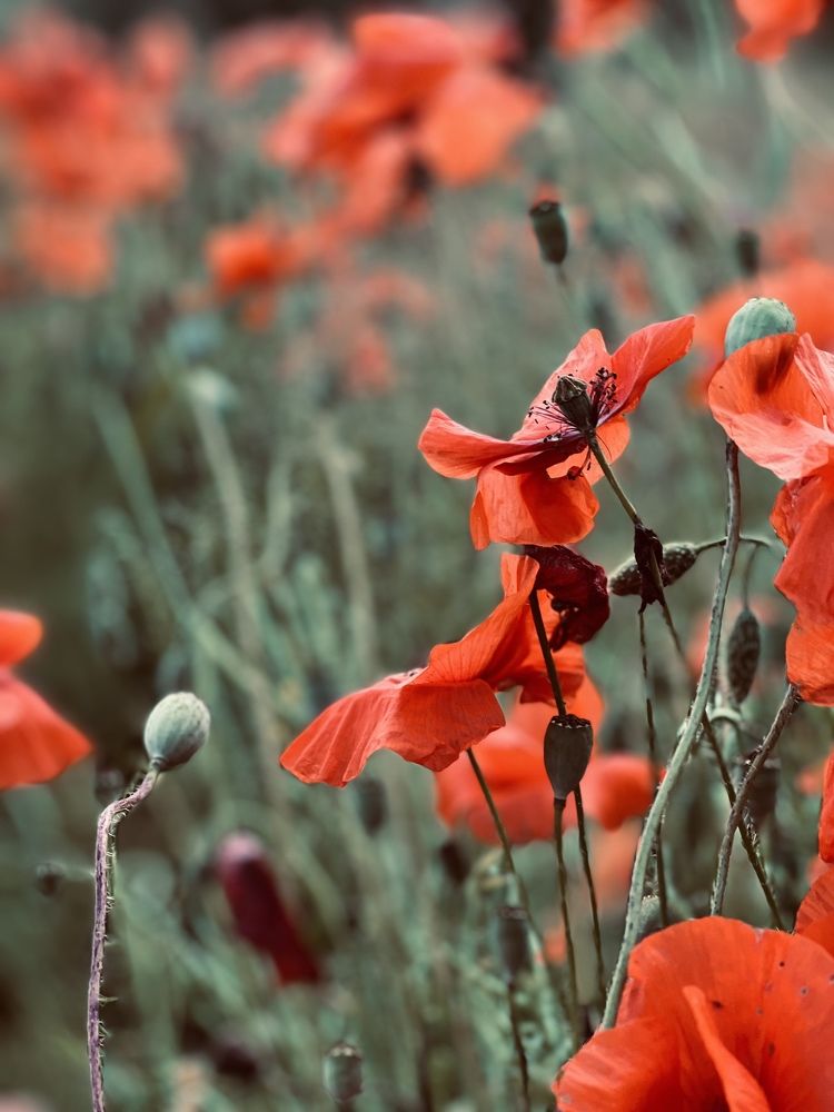 Фотография автора Наталья Васько -Черданцева