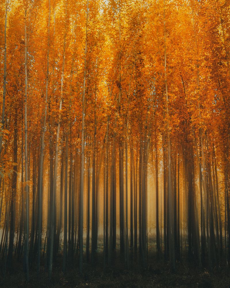 Photograph by Alireza Moghimi