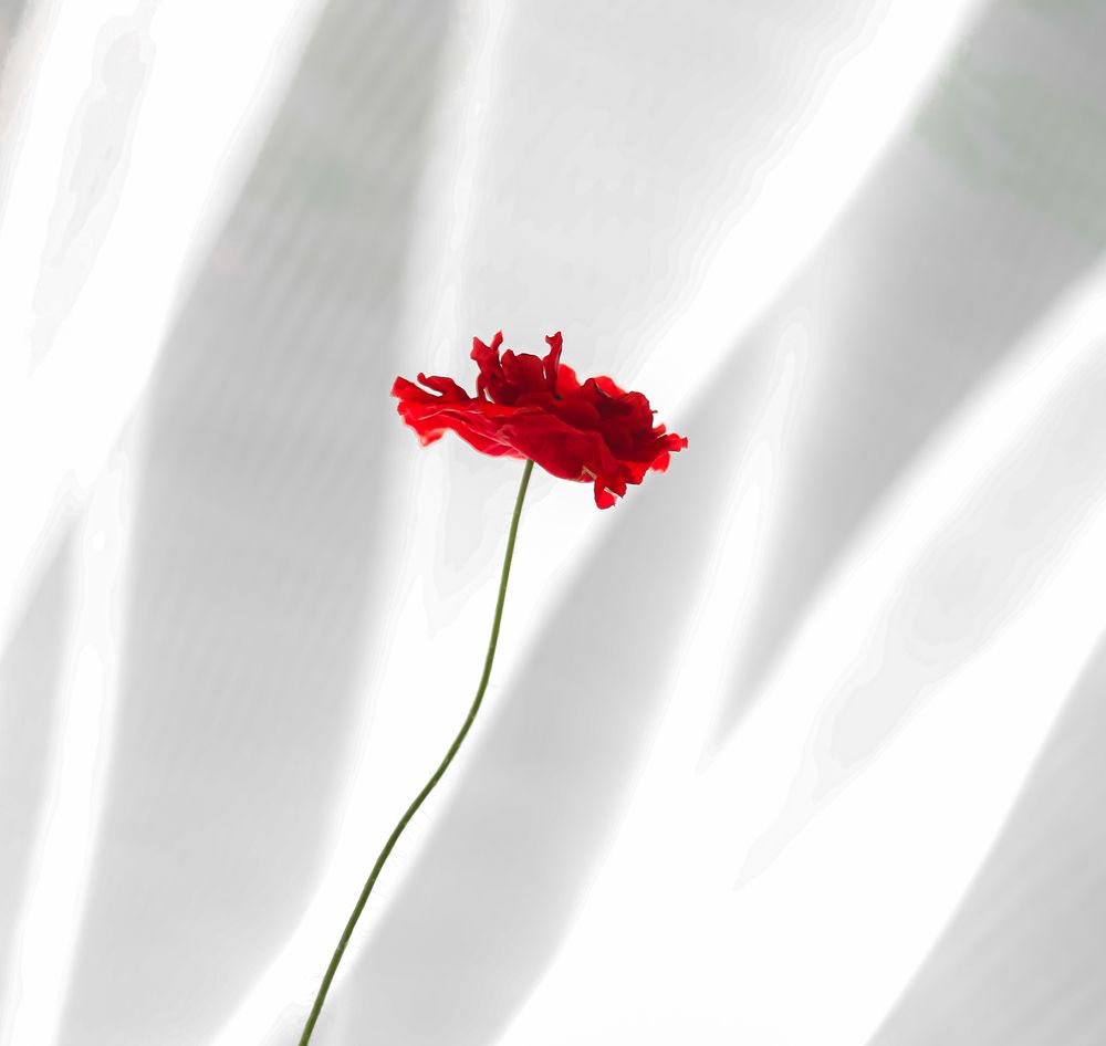 Photograph by Евгения Гудкова